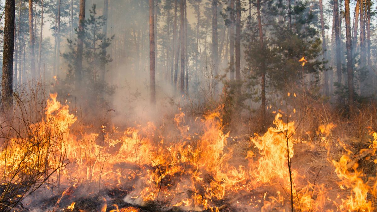 Waldbrände in Europa: So groß ist die Fläche, die jährlich bei uns in Flammen aufgeht