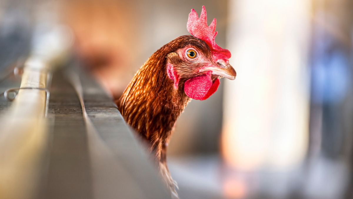 Erschreckende Einblicke: So sehr leiden Hühner in Österreich für die Ei-Produktion