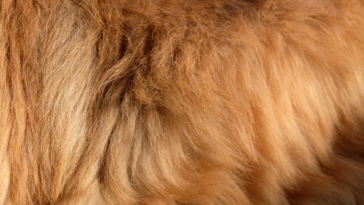 Trendwende gelungen: Immer mehr Mode-Marken steigen aus Pelz aus