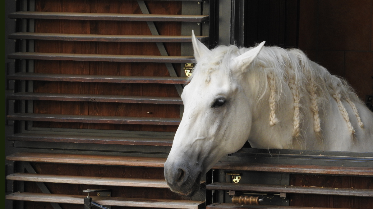 Schwere Vorwürfe: Pferde sollen in Spanischer Hofreitschule misshandelt worden sein