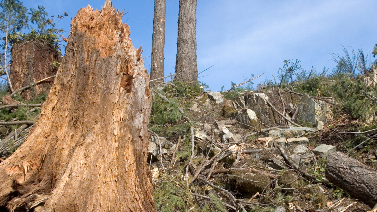 Schokolade-Produzent zur Krise: „Wir haben die Welt kaputt gemacht“