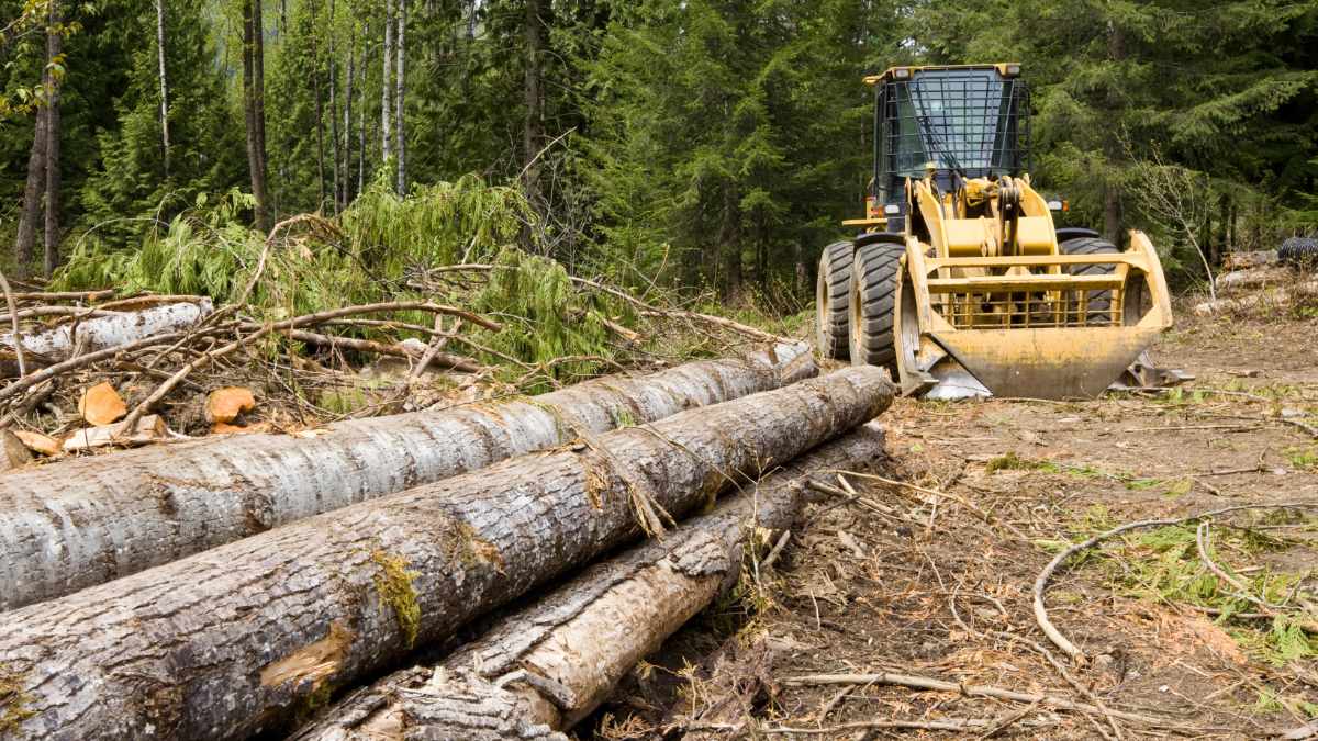 Neuer Skandal um „HS Timber“: Konzern verarbeitet Holz aus Nationalpark
