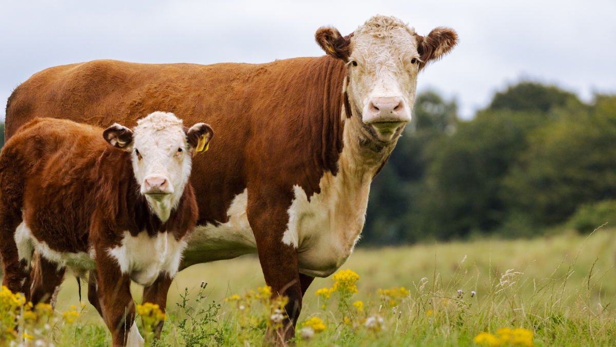 Der Hype um Kuh "Veronika" und die Frage nach der Intelligenz der Rinder