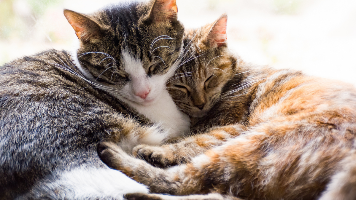 Katzen: Alles, was man über die faszinierenden Tiere wissen sollte