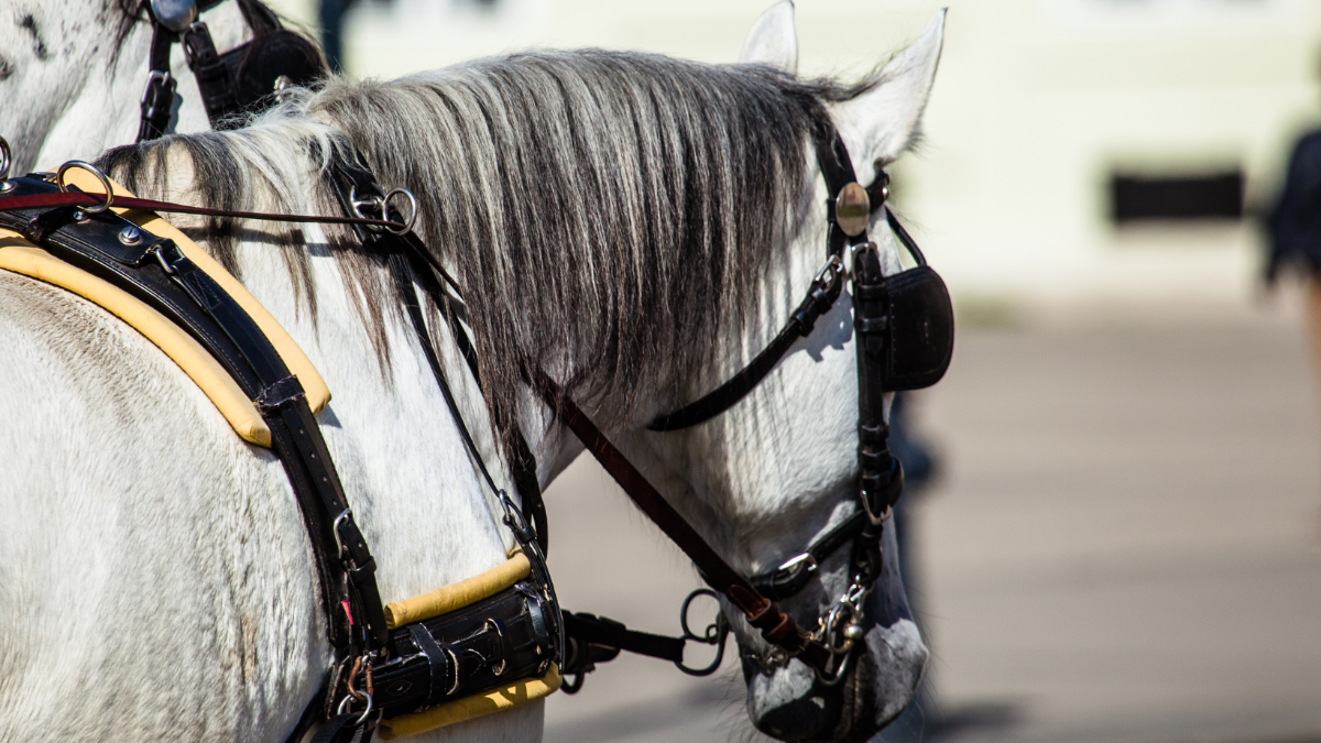 Pferd stirbt in Innenstadt: Nächster Fiaker-„Einzelfall“ löst Sturm der Entrüstung aus