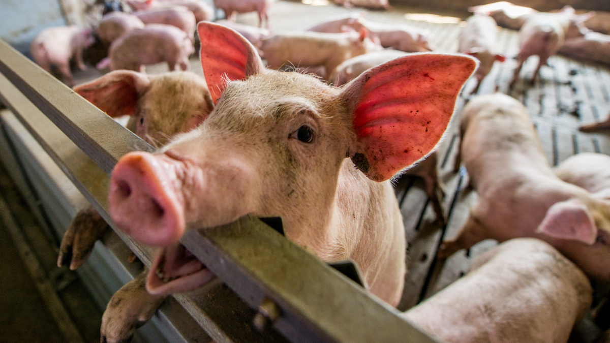 „Schlag ins Gesicht“: Deutsche Landwirtschaft bleibt bei Massentierqual