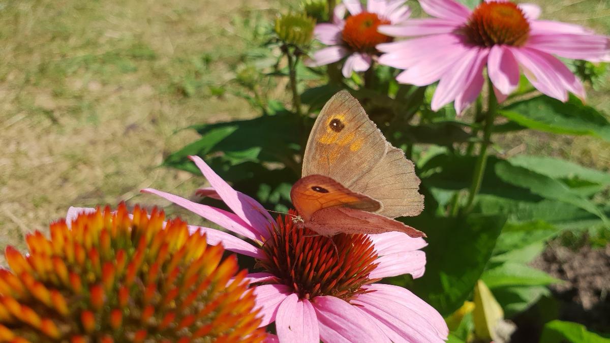 Schmetterlinge: Das farbenfrohe kurze Leben der flatternden Insekten