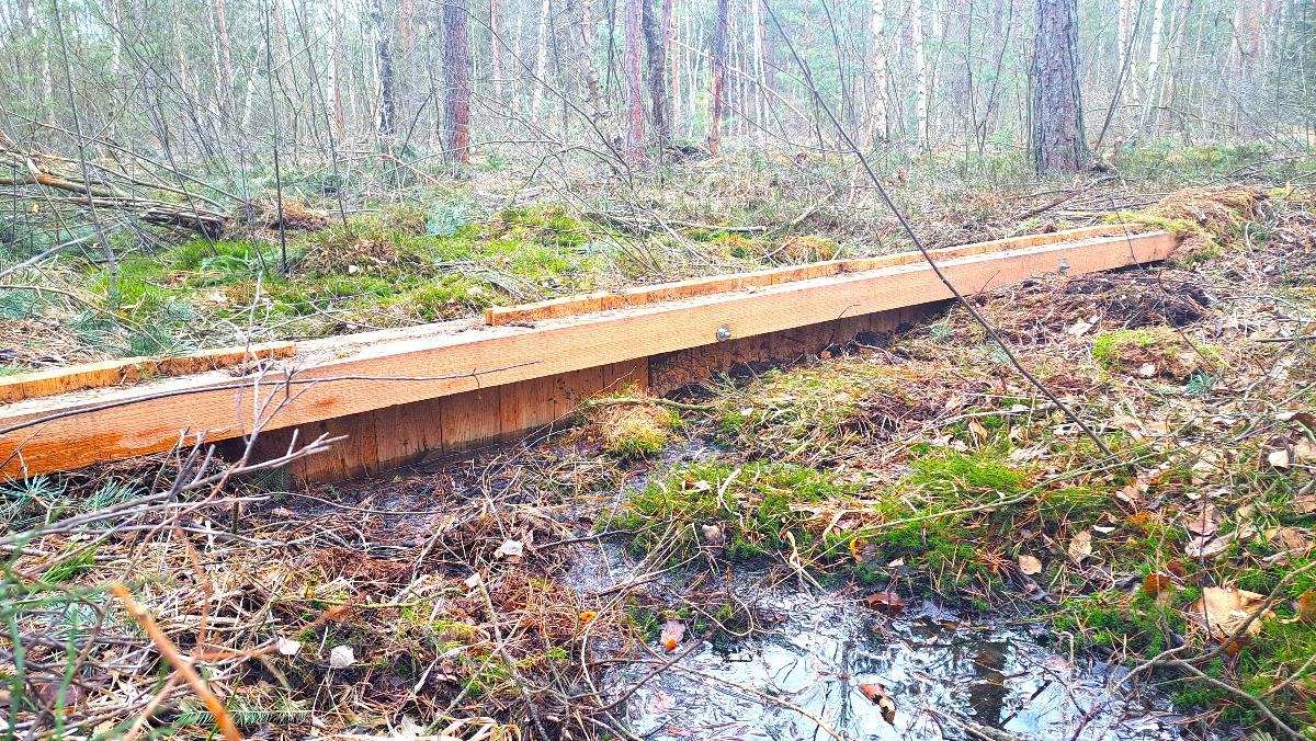 Renaturierung in Schrems: So wird einem zerstörten Moor neues Leben eingehaucht