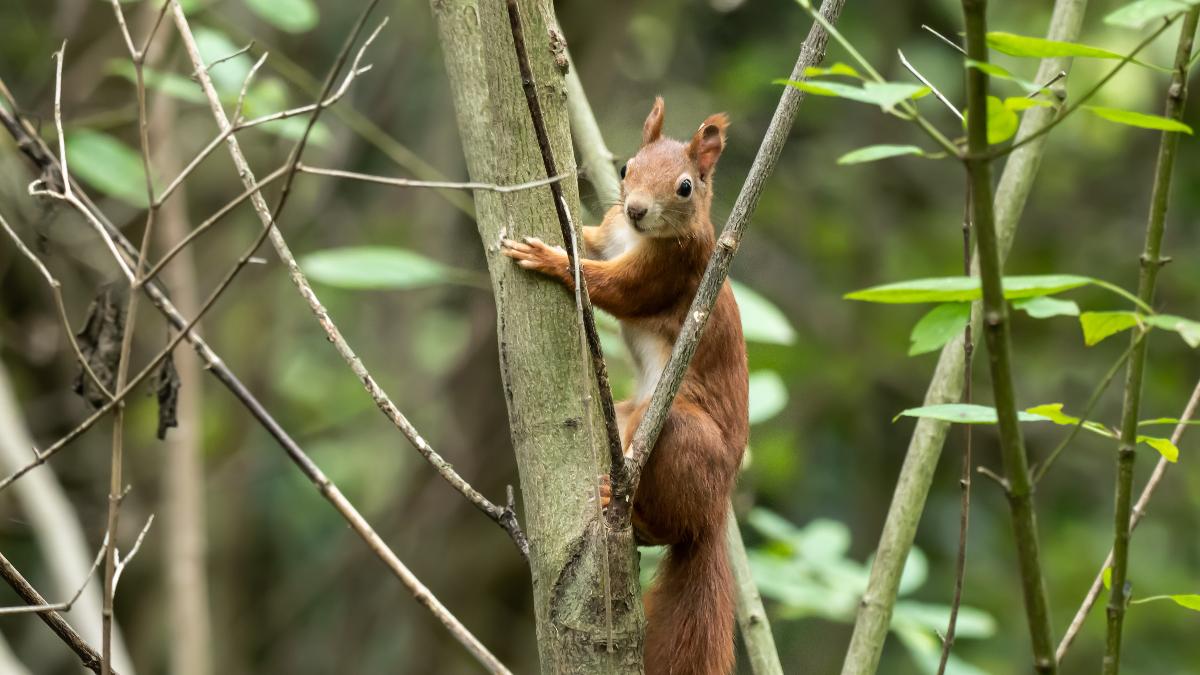 Schlaue Eichhörnchen: Wie sie bis zu 10.000 Nussverstecke anlegen Schlaue Eichhörnchen: Wie sie bis zu 10.000 Nussverstecke anlegen