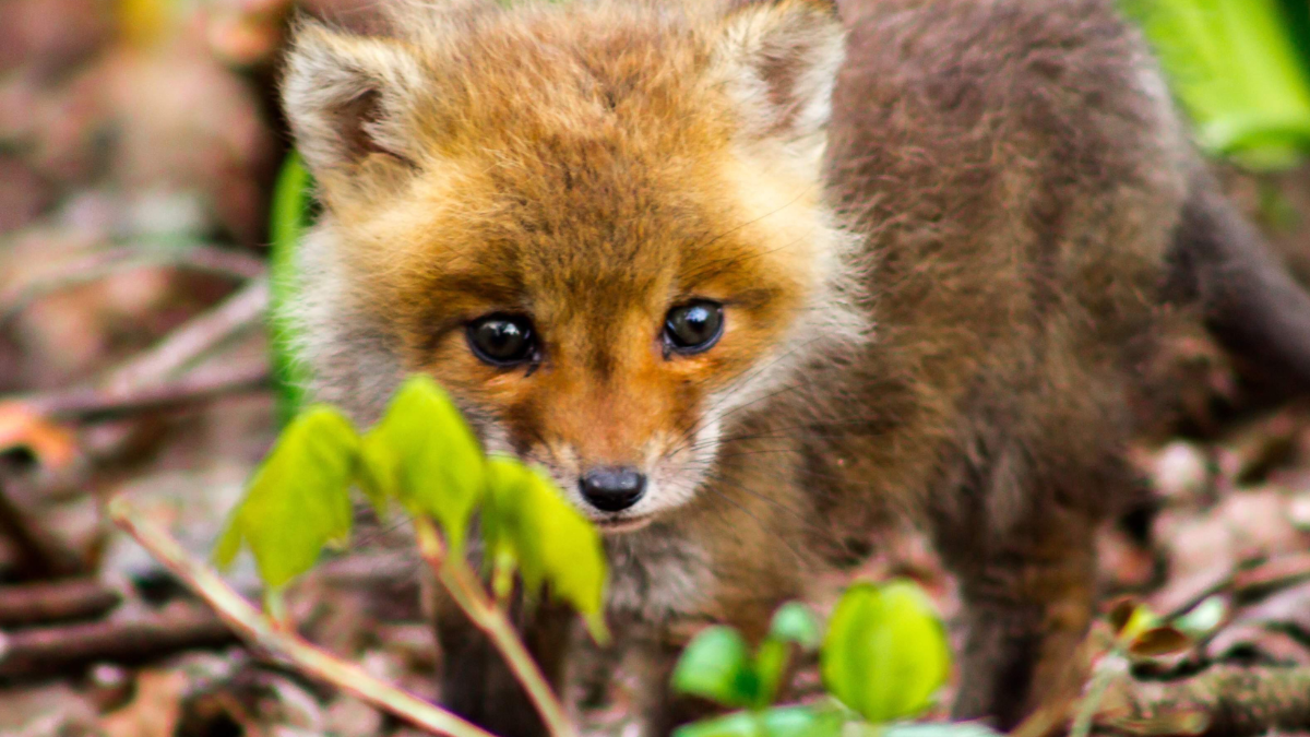 Grausame Jagd auf Füchse: Neue Petition will Baujagd ein Ende bereiten Grausame Jagd auf Füchse: Neue Petition will Baujagd ein Ende bereiten