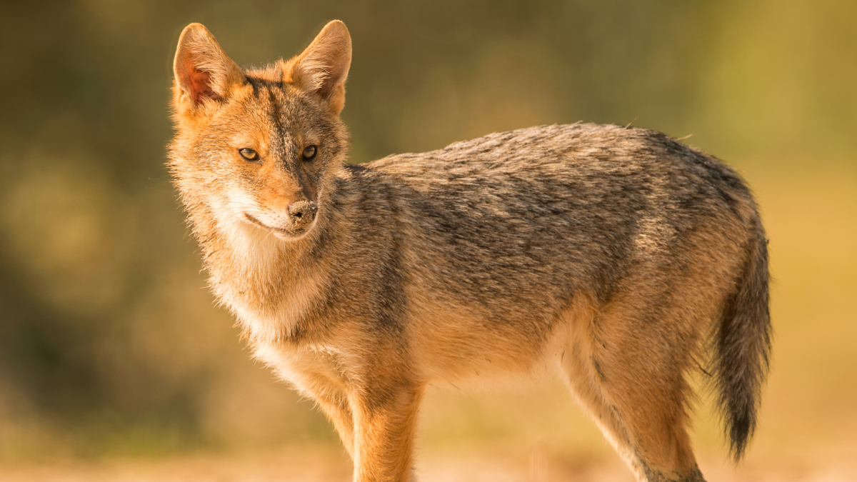 Meilenstein: Verfassungsgerichtshof stoppt ganzjährige Jagd auf Goldschakal Meilenstein: Verfassungsgerichtshof stoppt ganzjährige Jagd auf Goldschakal
