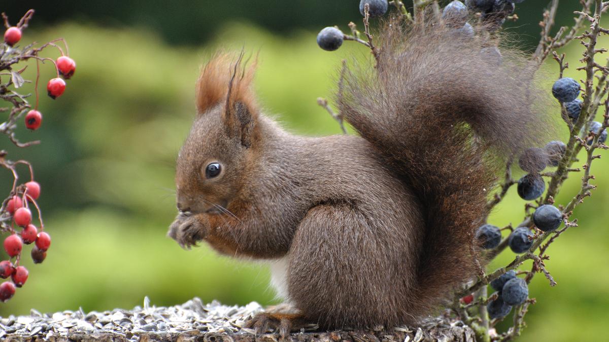 Wildtiere im Winter: Winterschlaf, Winterruhe & Winterstarre Wildtiere im Winter: Winterschlaf, Winterruhe & Winterstarre