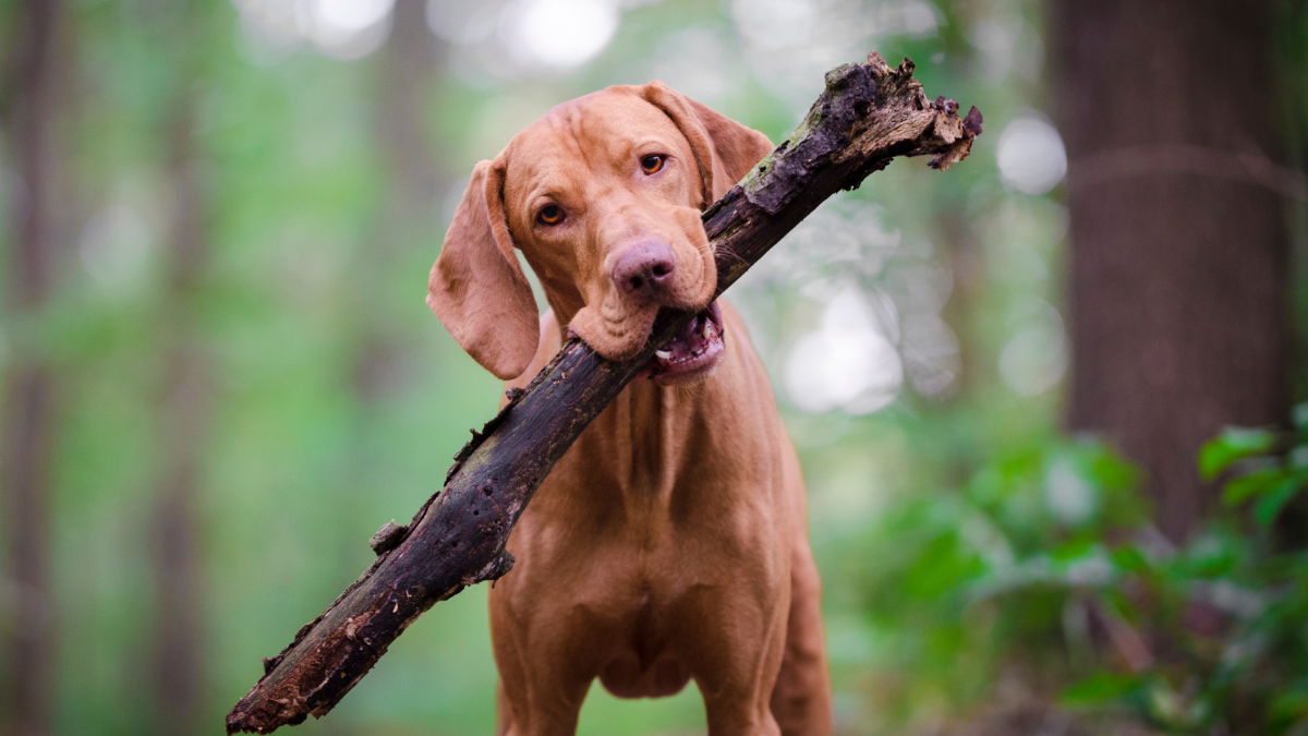 Warnung: Todesfälle nach unprofessioneller Tierbetreuung häufen sich Warnung: Todesfälle nach unprofessioneller Tierbetreuung häufen sich