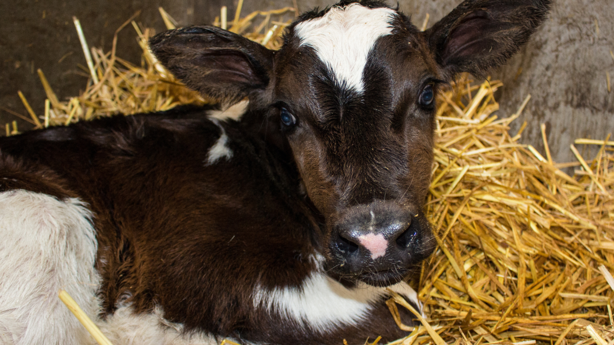 Tote Kälber: Österreichisches Unternehmen in internationalen Skandal verwickelt Tote Kälber: Österreichisches Unternehmen in internationalen Skandal verwickelt