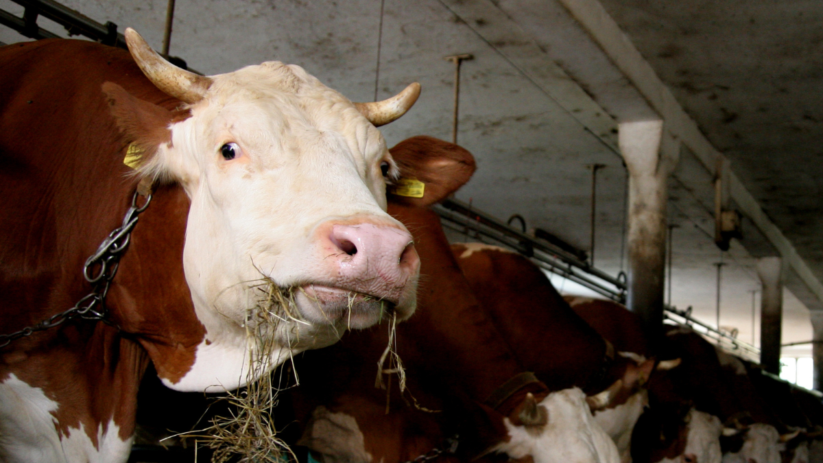 Schluss mit Anbindehaltung! Wieso die Misshandlung in den Ställen endlich aufhören muss
