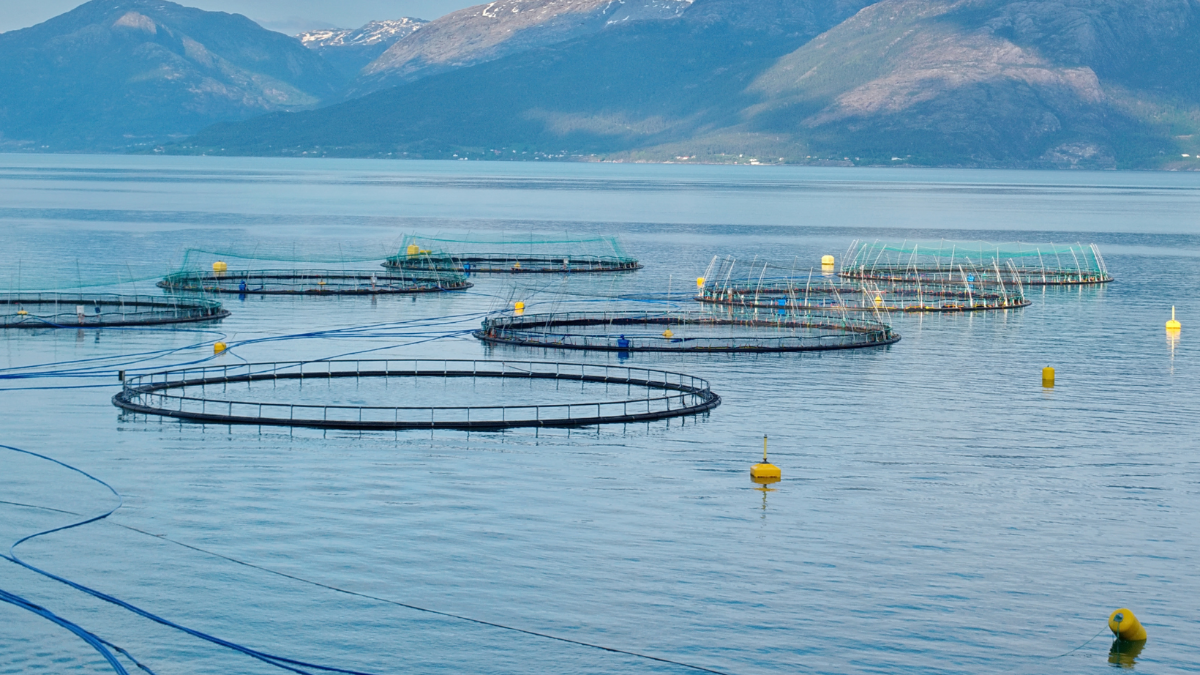 Der Lachs-Schwindel: Wilder Fisch wird verfüttert, damit Industriefisch entsteht Der Lachs-Schwindel: Wilder Fisch wird verfüttert, damit Industriefisch entsteht