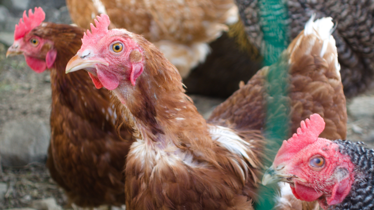 Eier aus Österreich: Katastrophale Ergebnisse beim großen Tierwohl-Check