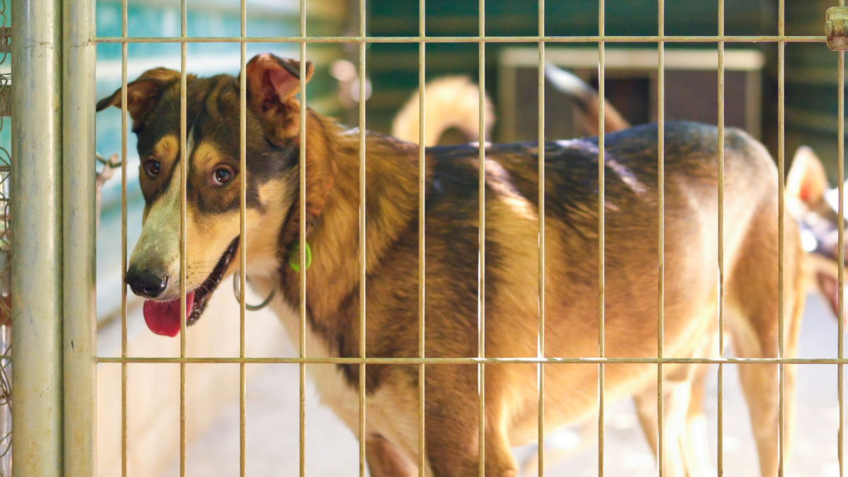 Tausende Tiere in Not: Influencer fliehen aus Dubai und lassen ihre Haustiere zurück