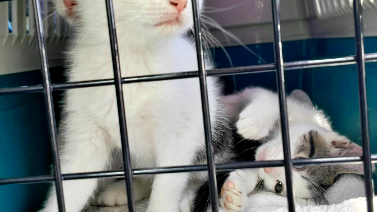 Hilfe statt Hass: Fall „Schmotzer“ löst neue Sammlung für Streunerkatzen aus