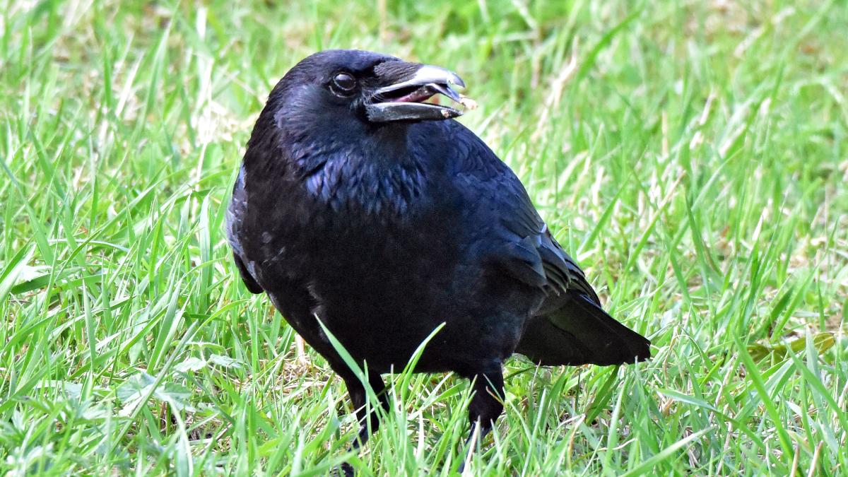Kein "Schädling": Der größte Singvogel der Welt als missverstandene Art