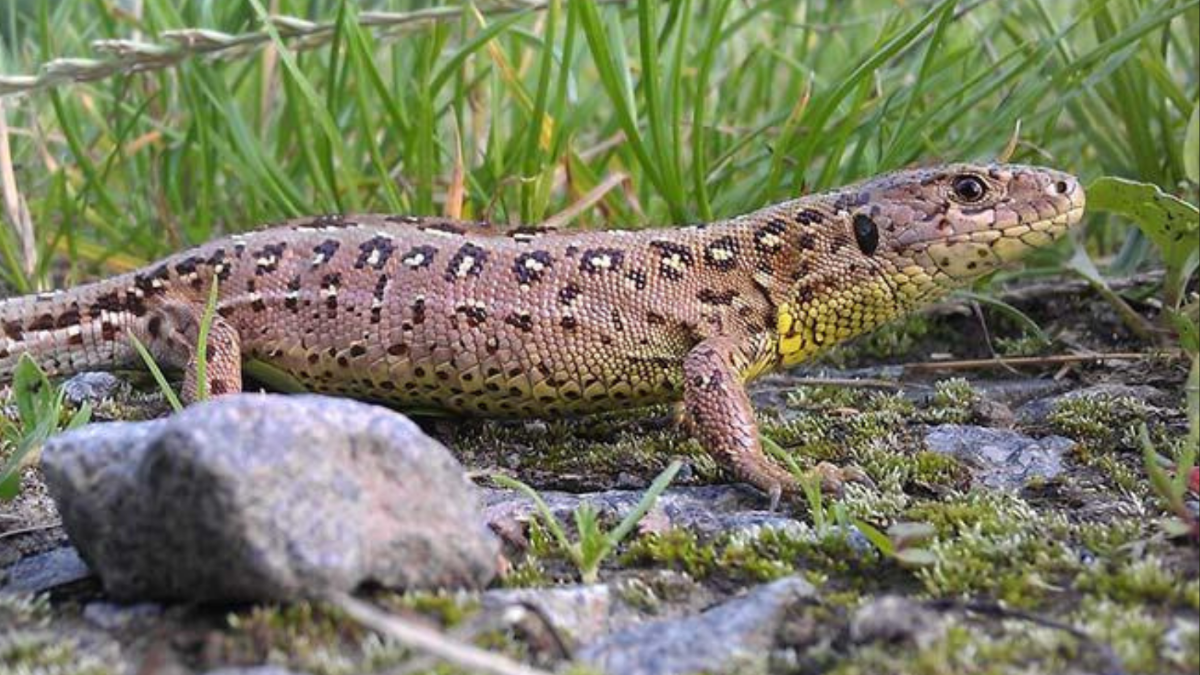 So leicht geht’s: Ein Paradies für Echsen & Schlangen bereiten