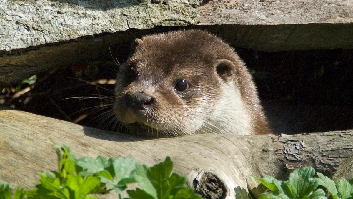 Verfahren eingeleitet: Jagd auf Fischotter in Österreich widerspricht Schutzbestimmungen