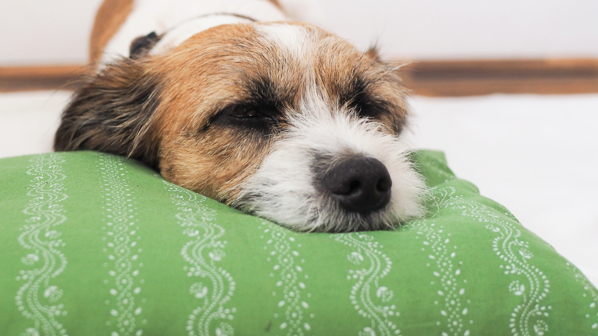 „Haustiere sind Objekte“: Neueste EuGH-Rechtsprechung sorgt für Verärgerung „Haustiere sind Objekte“: Neueste EuGH-Rechtsprechung sorgt für Verärgerung