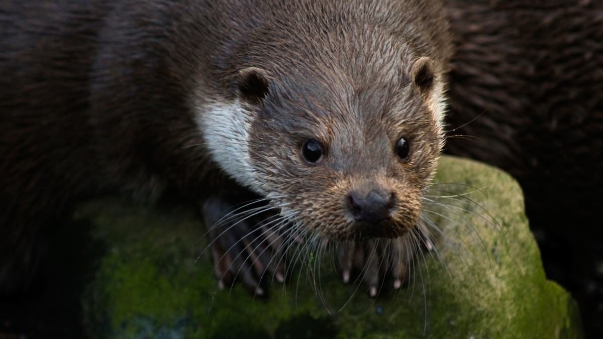 Jagd auf Fischotter: Sogar grausame Totschlagfallen werden eingesetzt Jagd auf Fischotter: Sogar grausame Totschlagfallen werden eingesetzt