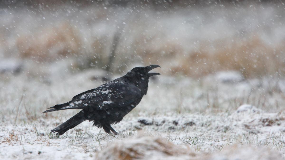 Hochintelligent und sozial: Fakten statt Mythen zu den genialen Rabenvögel Hochintelligent und sozial: Fakten statt Mythen zu den genialen Rabenvögel