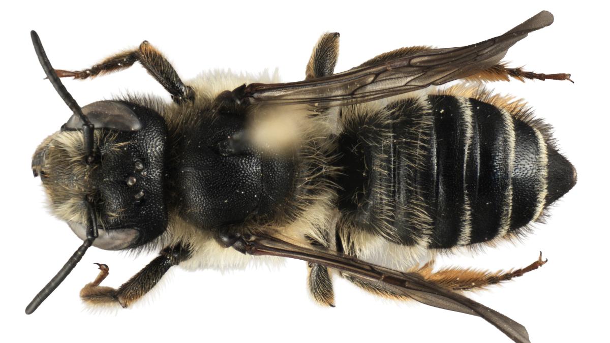 Weidenröschen-Blattschneiderbiene ist „bedeutendster Wildbienenfund des Jahres“