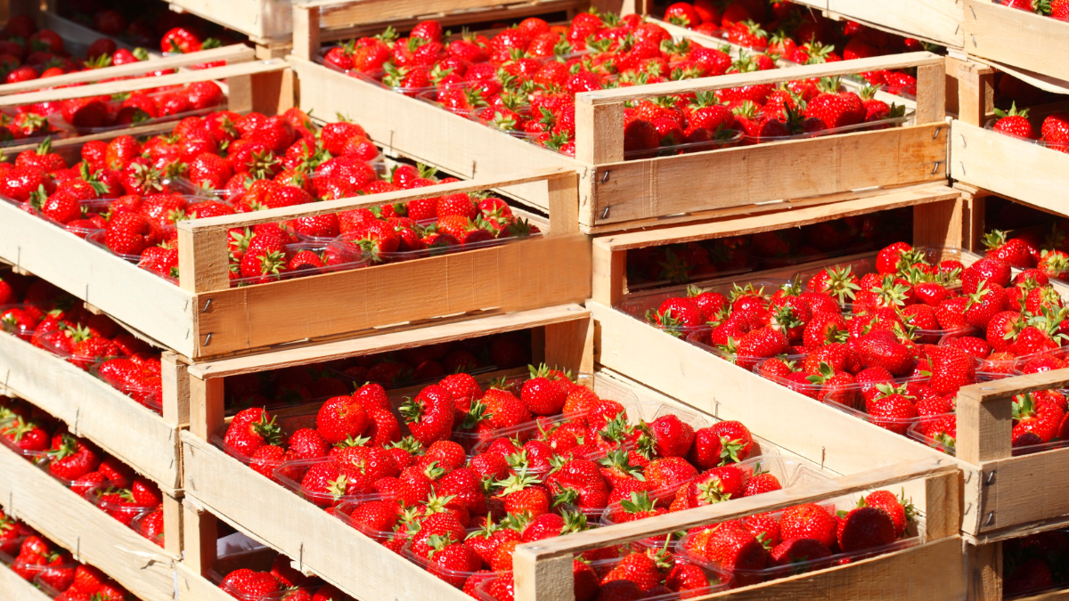 Woher das Import-Obst aus den Supermärkten stammt und wie es erzeugt wird Woher das Import-Obst aus den Supermärkten stammt und wie es erzeugt wird