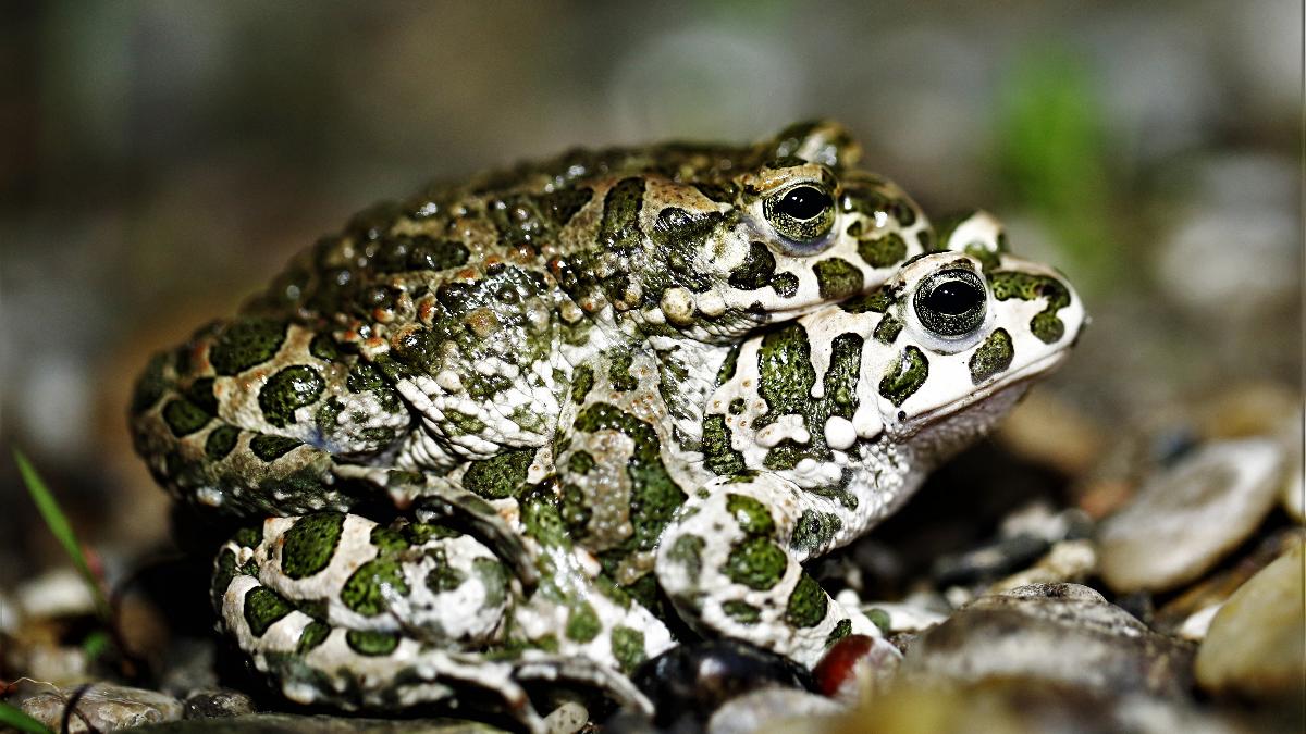 Die Wechselkröte: Eine anpassungsfähige Pionierin