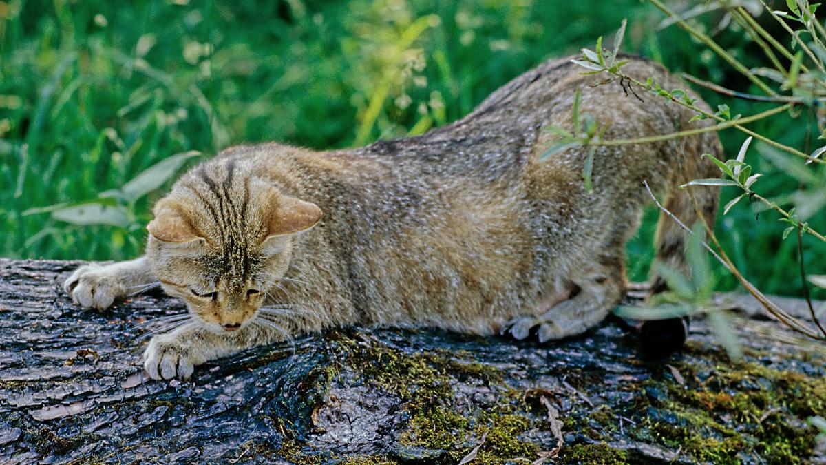 Wildkatzen in Österreich: Die leise Rückkehr der wilden Samtpfoten